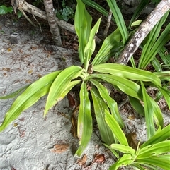 Crinum pedunculatum (Swamp Lily, River Lily, Mangrove Lily) at Cape Tribulation, QLD - 11 Jul 2025 by Tapirlord
