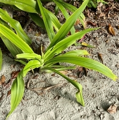 Crinum pedunculatum at suppressed - 11 Jul 2025 09:38 AM