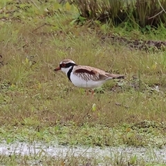 Thinornis melanops (Black-fronted Dotterel) at Wodonga, VIC - 17 Sep 2025 by KylieWaldon