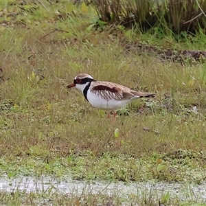 Thinornis melanops (Black-fronted Dotterel) at Wodonga, VIC - 17 Sep 2025 by KylieWaldon
