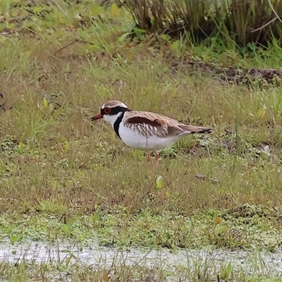 Thinornis melanops (Black-fronted Dotterel) at Wodonga, VIC - 17 Sep 2025 by KylieWaldon
