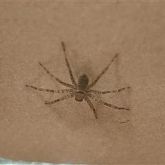 Heteropoda sp. (genus) (Huntsman spider) at Macquarie Park, NSW - 18 Sep 2025 by rubix
