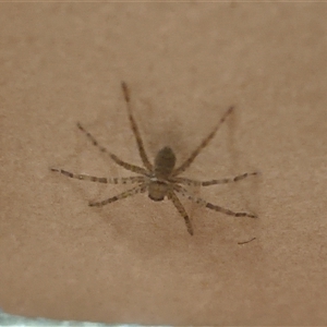 Heteropoda sp. (genus) (Huntsman spider) at Macquarie Park, NSW - 18 Sep 2025 by rubix