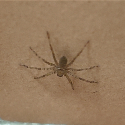 Heteropoda sp. (genus) (Huntsman spider) at Macquarie Park, NSW - 18 Sep 2025 by rubix