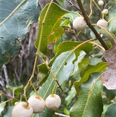 Schizomeria ovata (Crabapple) at Bonny Hills, NSW - 19 Aug 2025 by pls047