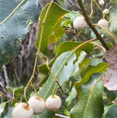 Schizomeria ovata (Crabapple) at Bonny Hills, NSW - 19 Aug 2025 by pls047