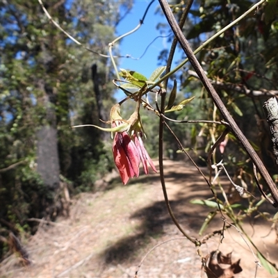 Kennedia rubicunda (Dusky Coral Pea) at Buckenbowra, NSW - 13 Sep 2025 by DavidDedenczuk