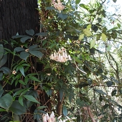 Pandorea pandorana (Wonga Wonga Vine) at Buckenbowra, NSW - 13 Sep 2025 by DavidDedenczuk