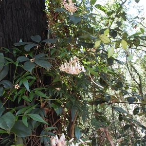 Pandorea pandorana (Wonga Wonga Vine) at Buckenbowra, NSW - 13 Sep 2025 by DavidDedenczuk