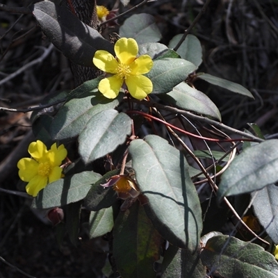 Hibbertia dentata (Twining Guinea Flower) at Buckenbowra, NSW - 13 Sep 2025 by DavidDedenczuk