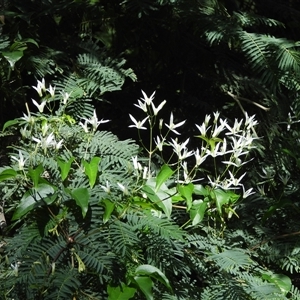 Clematis glycinoides (Headache Vine) at Buckenbowra, NSW - 13 Sep 2025 by DavidDedenczuk