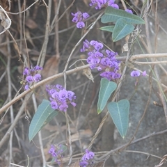 Hardenbergia violacea (False Sarsaparilla) at Buckenbowra, NSW - 13 Sep 2025 by DavidDedenczuk