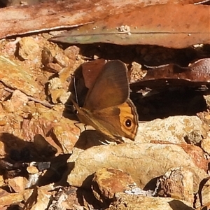 Hypocysta metirius (Brown Ringlet) at Buckenbowra, NSW - 13 Sep 2025 by DavidDedenczuk