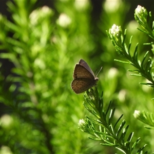 Erina hyacinthina (Varied Dusky-blue) at Buckenbowra, NSW - 13 Sep 2025 by DavidDedenczuk