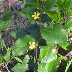 Goodenia ovata (Hop Goodenia) at Buckenbowra, NSW - 13 Sep 2025 by DavidDedenczuk