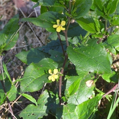 Goodenia ovata (Hop Goodenia) at Buckenbowra, NSW - 13 Sep 2025 by DavidDedenczuk