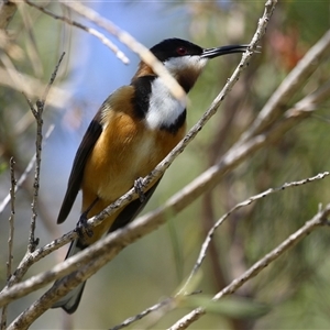 Acanthorhynchus tenuirostris (Eastern Spinebill) at Campbell, ACT - 18 Sep 2025 by RodDeb