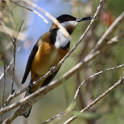 Acanthorhynchus tenuirostris (Eastern Spinebill) at Campbell, ACT - 18 Sep 2025 by RodDeb