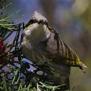 Gavicalis virescens (Singing Honeyeater) at Campbell, ACT - 18 Sep 2025 by RodDeb