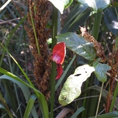 Kennedia rubicunda (Dusky Coral Pea) at Malua Bay, NSW - 14 Sep 2025 by DavidDedenczuk