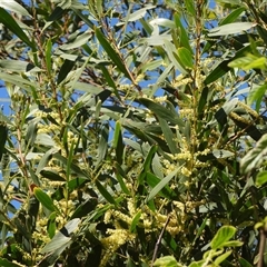 Acacia longifolia subsp. longifolia (sallow or Sydney golden wattle) at Malua Bay, NSW - 14 Sep 2025 by DavidDedenczuk