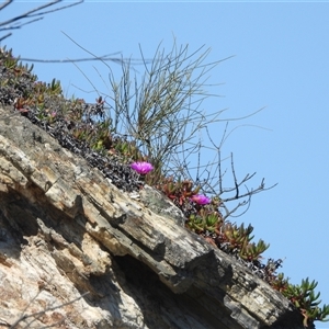 Carpobrotus glaucescens (Pigface) at Malua Bay, NSW - 14 Sep 2025 by DavidDedenczuk