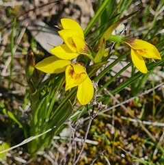 Diuris chryseopsis (Golden Moth) at Kaleen, ACT - 18 Sep 2025 by WalkYonder