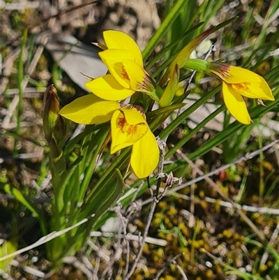 Diuris chryseopsis (Golden Moth) at Kaleen, ACT - 18 Sep 2025 by WalkYonder