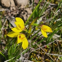 Diuris chryseopsis at Kaleen, ACT - suppressed
