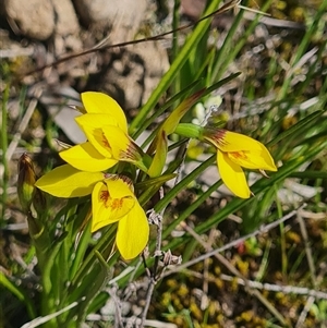 Diuris chryseopsis at Kaleen, ACT - suppressed