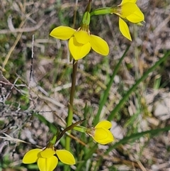 Diuris chryseopsis at Kaleen, ACT - suppressed