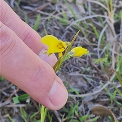Diuris chryseopsis at Kaleen, ACT - suppressed