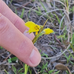 Diuris chryseopsis at Kaleen, ACT - suppressed