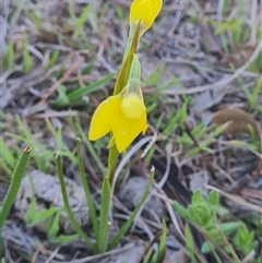 Diuris chryseopsis at Kaleen, ACT - suppressed