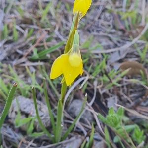 Diuris chryseopsis at Kaleen, ACT - suppressed