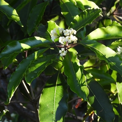 Pittosporum undulatum (sweet pittosporum) at Benandarah, NSW - 14 Sep 2025 by DavidDedenczuk