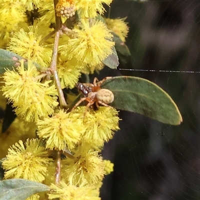 Unverified Orb-weaving spider (several families) at Glenroy, NSW - 18 Sep 2025 by KylieWaldon