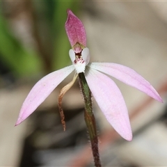Caladenia fuscata by KylieWaldon