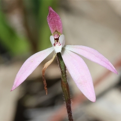 Caladenia fuscata at  - suppressed by KylieWaldon