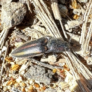 Crepidomenus decoratus (A click beetle) at Watson, ACT - 18 Sep 2025 by Pirom