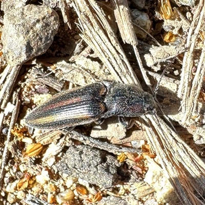 Crepidomenus decoratus (A click beetle) at Watson, ACT - 18 Sep 2025 by Pirom