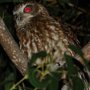 Ninox boobook (Southern Boobook) at Deakin, ACT - 18 Sep 2025 by Ct1000