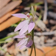 Caladenia carnea (Pink Fingers) at Kaleen, ACT - 18 Sep 2025 by WalkYonder