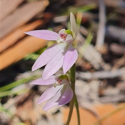 Caladenia carnea (Pink Fingers) at Kaleen, ACT - 18 Sep 2025 by WalkYonder