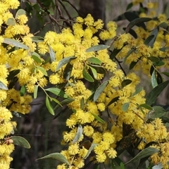 Acacia buxifolia subsp. buxifolia at Glenroy, NSW - 18 Sep 2025 by KylieWaldon