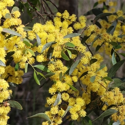 Acacia buxifolia subsp. buxifolia at Glenroy, NSW - 18 Sep 2025 by KylieWaldon