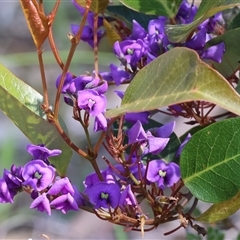 Hardenbergia violacea (False Sarsaparilla) at Glenroy, NSW - 18 Sep 2025 by KylieWaldon