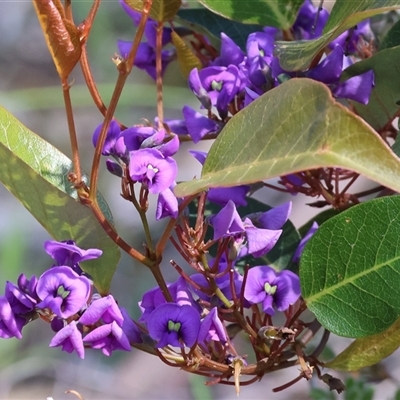 Hardenbergia violacea (False Sarsaparilla) at Glenroy, NSW - 18 Sep 2025 by KylieWaldon