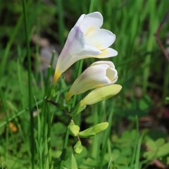 Freesia leichtlinii subsp. leichtlinii x Freesia leichtlinii subsp. alba at Glenroy, NSW - 18 Sep 2025 by KylieWaldon