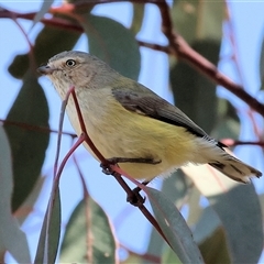 Smicrornis brevirostris (Weebill) at Albury, NSW - 18 Sep 2025 by KylieWaldon